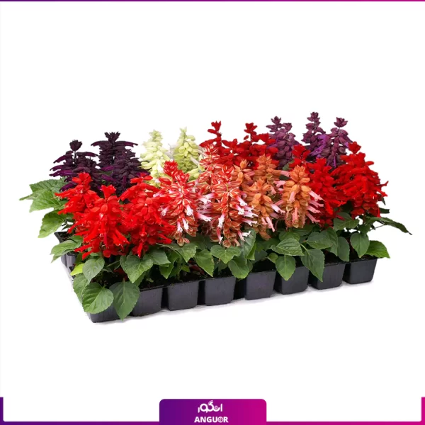 خرید آنلاین گل سلوی- خرید آنلاین مریم گلی- گلفروشی آنلاین انگور