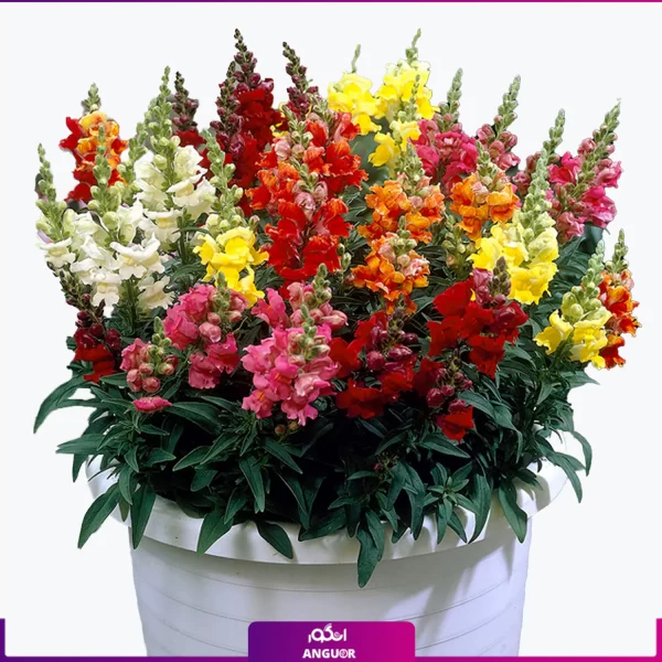 خرید آنلاین گل میمونی- گلفروشی آنلاین گل میمون- گلروشی آنلاین