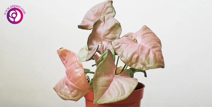 سینگونیوم پودوفیلوم (Syngonium podophyllum-Pink Allusion)