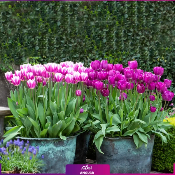 خرید گل لاله | پیش سفارش گلدان- سفارش آنلاین گل بهار- خرید آنلاین لاله