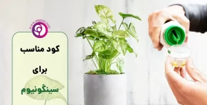 کود مناسب برای سینگونیوم