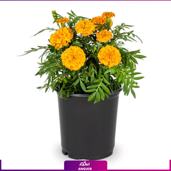 گل جعفری- خرید آنلاین گل بهاری- گلفروشی آنلاین انگور