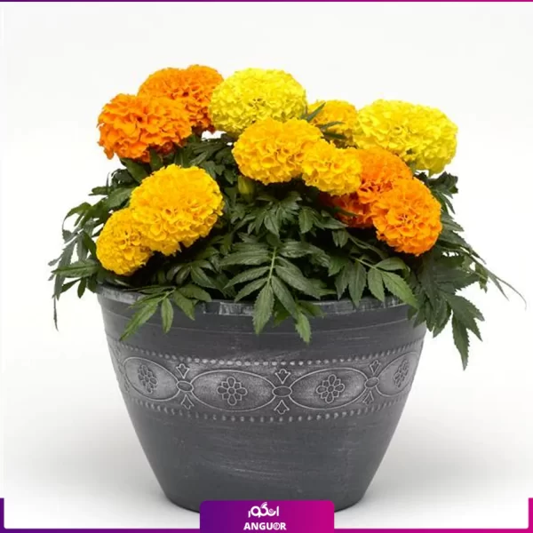 گل جعفری- خرید آنلاین گل جعفری- سفارش آنلاین گل جعفری