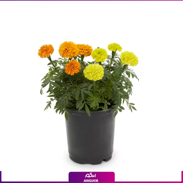 گل جعفری- خرید آنلاین گل جعفری- گلفروشی آنلاین