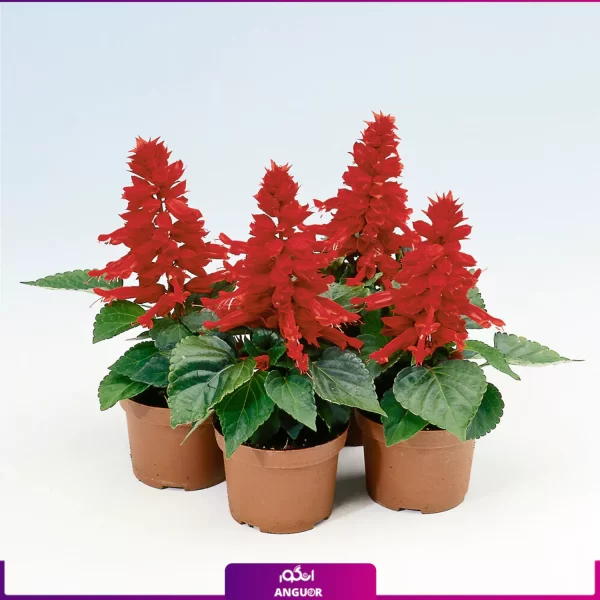 گل سلوی- گل مریم گلی- خرید آنلاین مریم گلی- گل بهاری