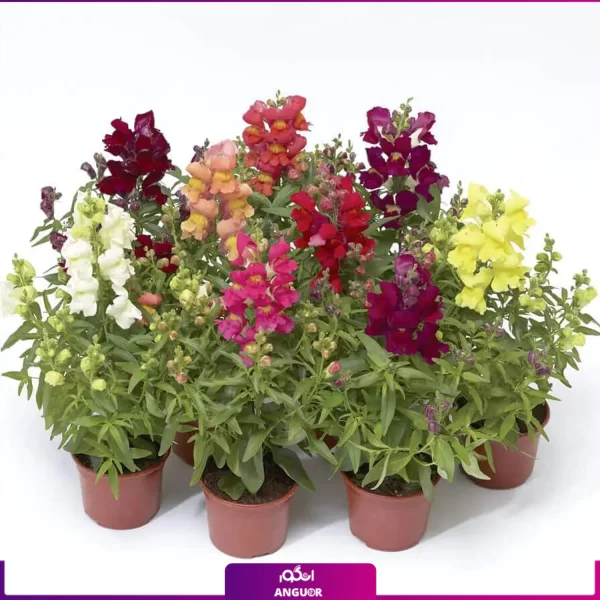 گل میمون- خرید آنلاین گل میمونی