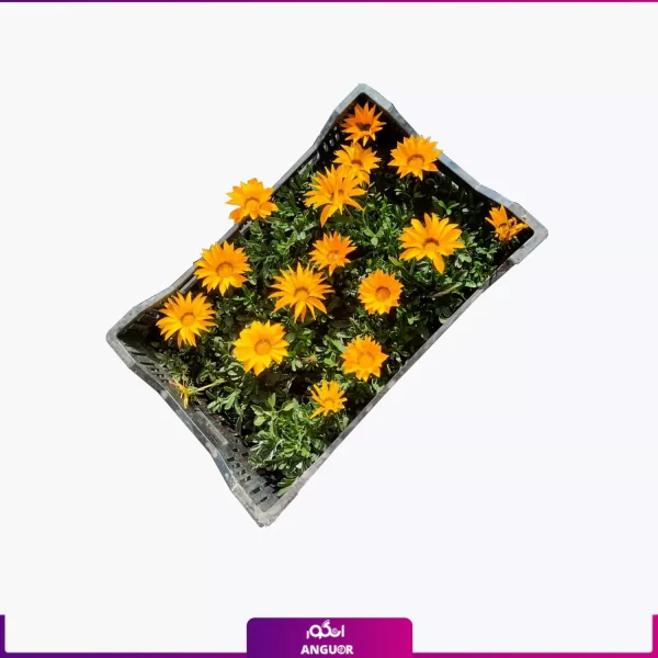 گل گازانیا- خرید آنلاین گازانیا- گل بهاری