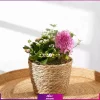 خرید سنبل - گلدان بهاری سنیل صورتی- با گل کالانکوئه