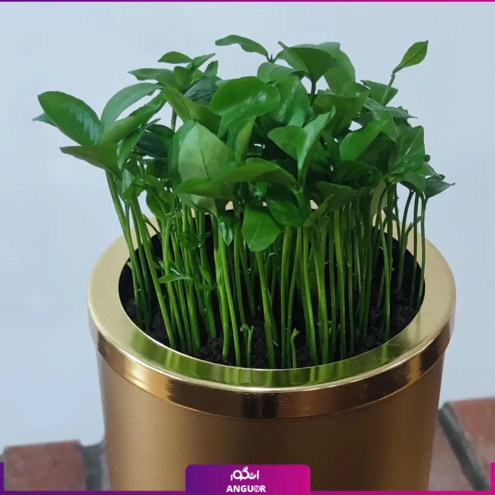 گلدان طلایی پایه دار مینی با بهار نارنج - Image 2