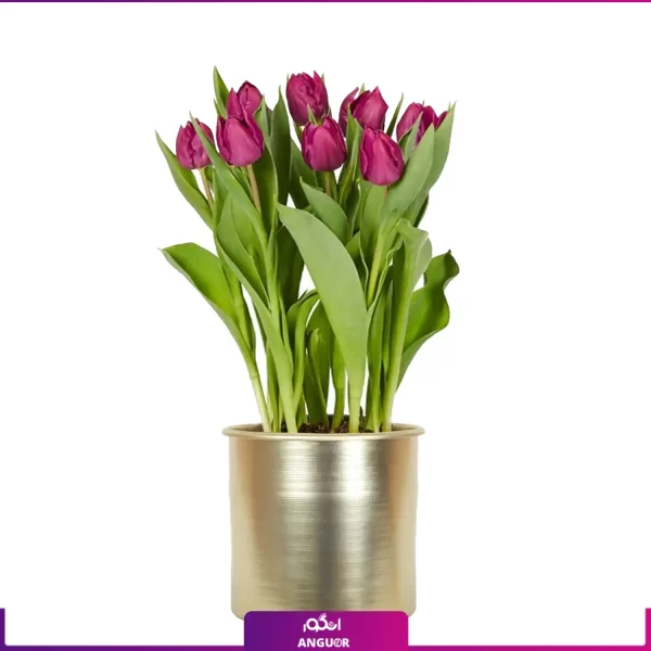 خرید گل لاله | گلدان فلزی با 8 شاخه لاله بنفش