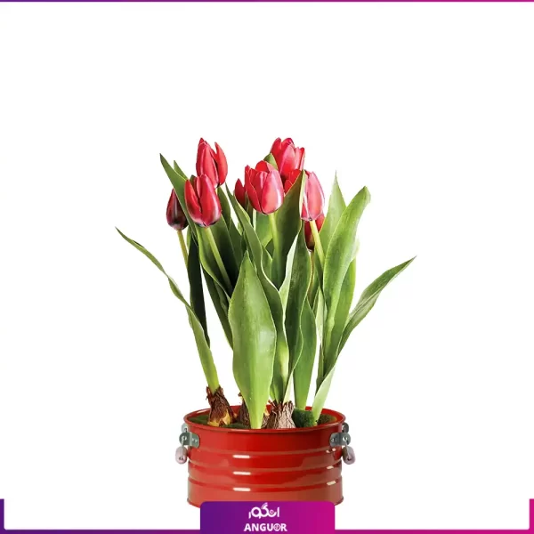 خرید گل لاله | گلدان فلزی لاله قرمز- خرید آنلاین گل بهاری
