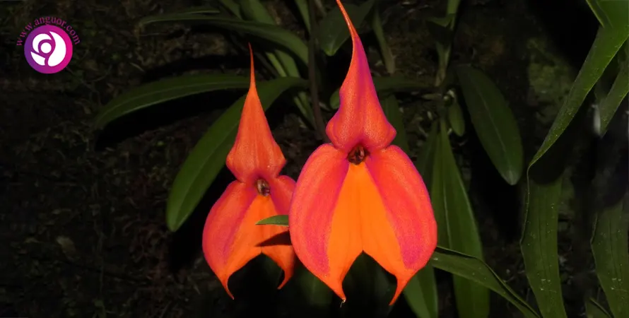 Masdevallia Orchid- انواع گونه های ارکیده