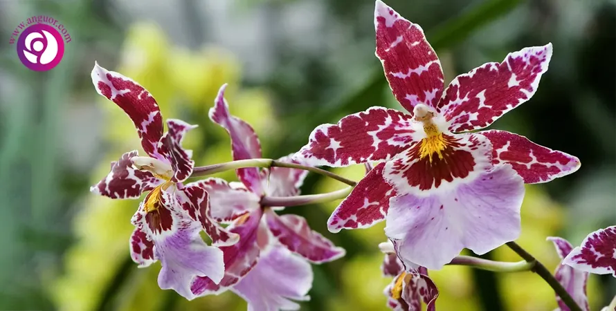 ارکیده آدونتوگلوسوم - Odontoglossum Orchid