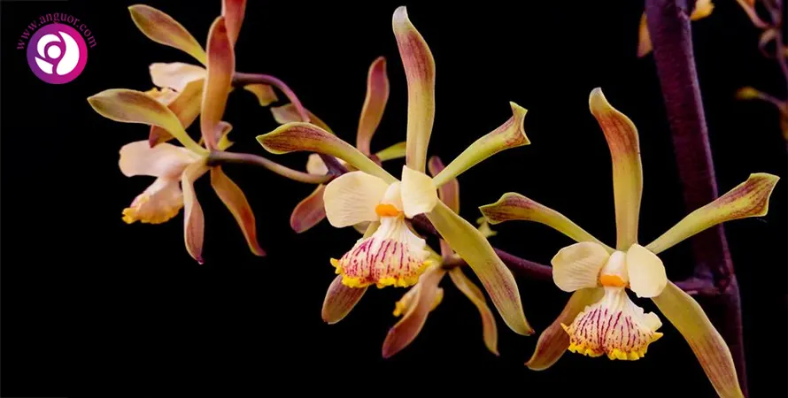 ارکیده انسیکلیا - Encyclia orchid