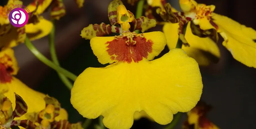 ارکیده اونسیدیوم- Oncidium Orchid