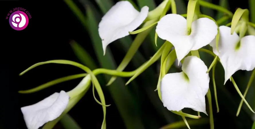 ارکیده براساوولا - Brassavola Orchid