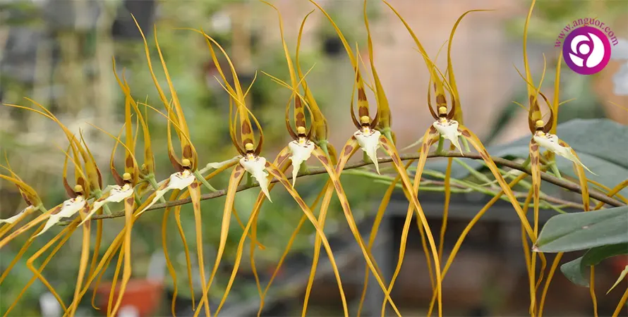 ارکیده براسیا - Orchid Brassia