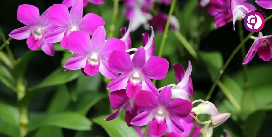 ارکیده دندروبیوم - Dendrobium Orchid