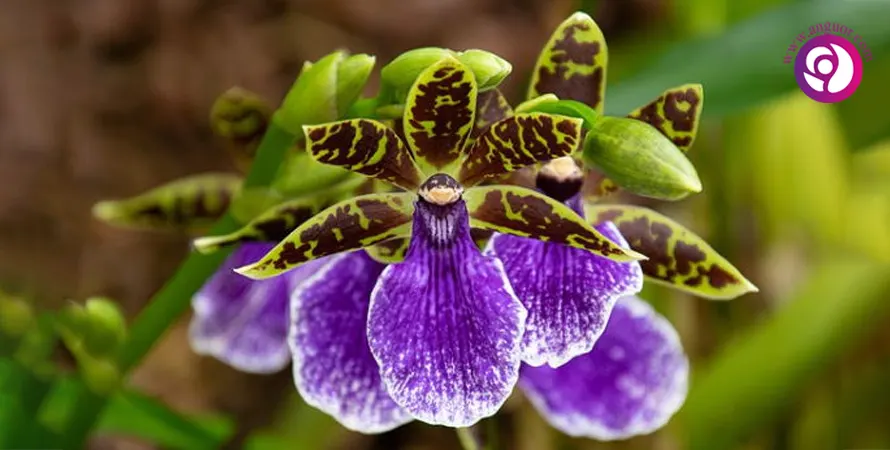 ارکیده زیگوپتالوم - Zygopetalum Orchid