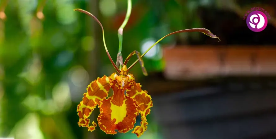 ارکیده سایکوپسیس- Psychopsis orchid