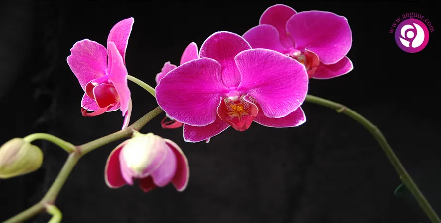 ارکیده فالانوپسیس - Phalaenopsis Orchid