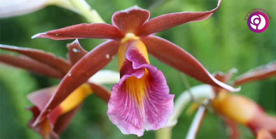 ارکیده فایوس - Phaius Orchid