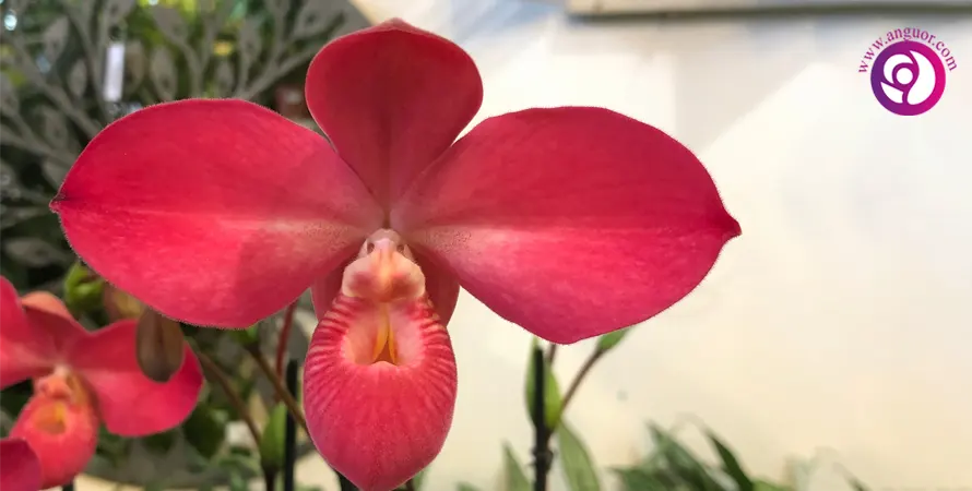 ارکیده فراگمیدیوم - Phragmipedium Orchid