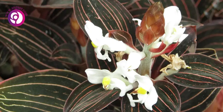 ارکیده لودیسیا -Ludisia orchid