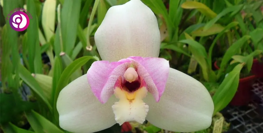 ارکیده لیکاسته - Lycaste orchid