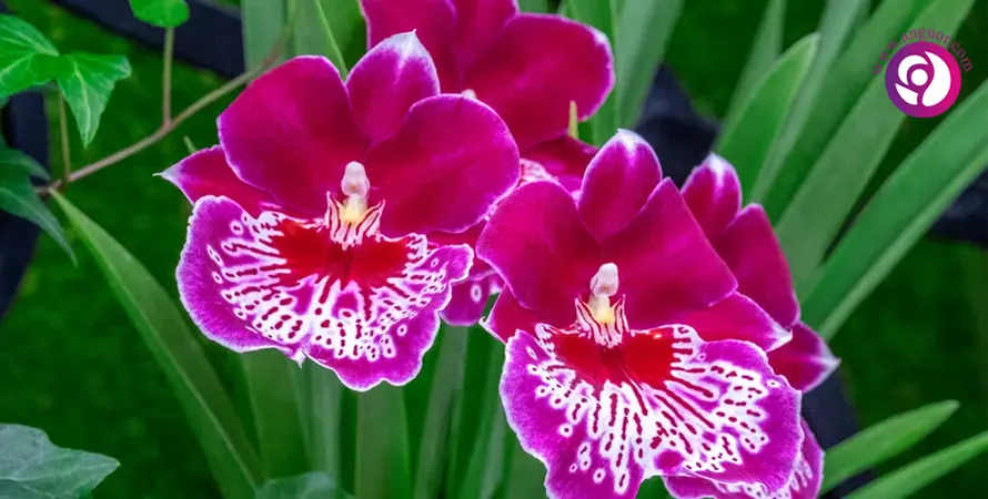 ارکیده میلتونیا - Miltonia Orchid