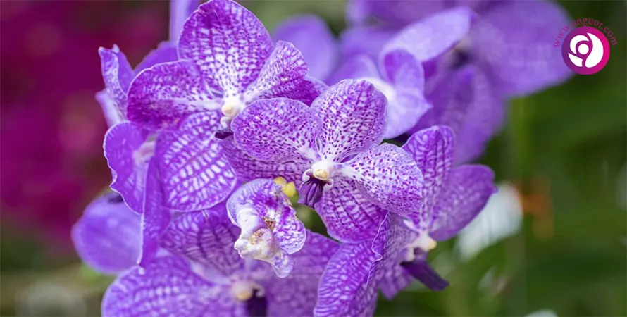 ارکیده وندا - Vanda Orchid