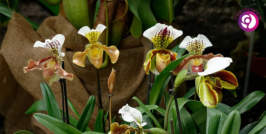 ارکیده پافیوپدیوم - Paphiopedium Orchid
