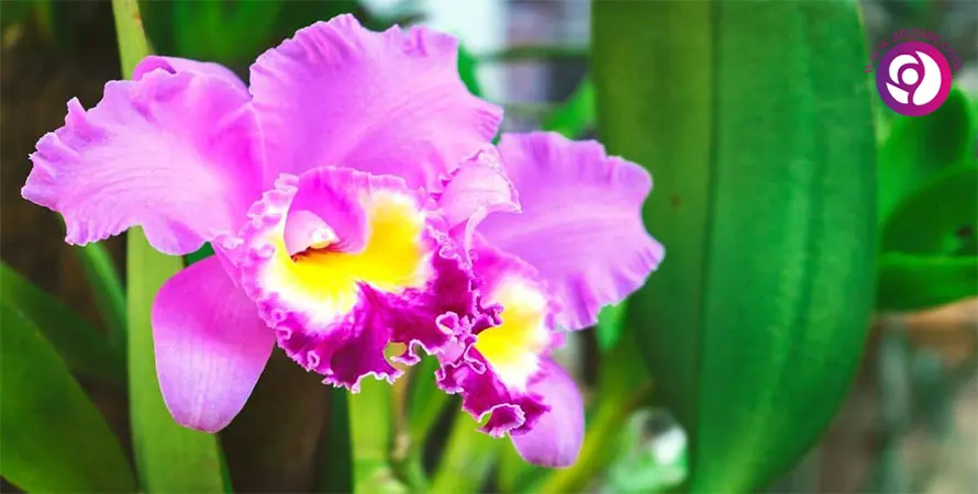 ارکیده کاتلیا - Cattleya orchids