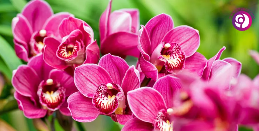 ارکیده سیمبیدیوم - Boat orchid