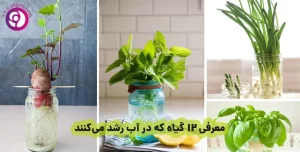 گل فروشی آنلاین | سفارش آنلاین گل - انگور