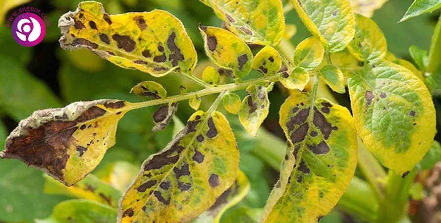 کمبود منیزیم در گیاه - زردشدن بین رگبرگها