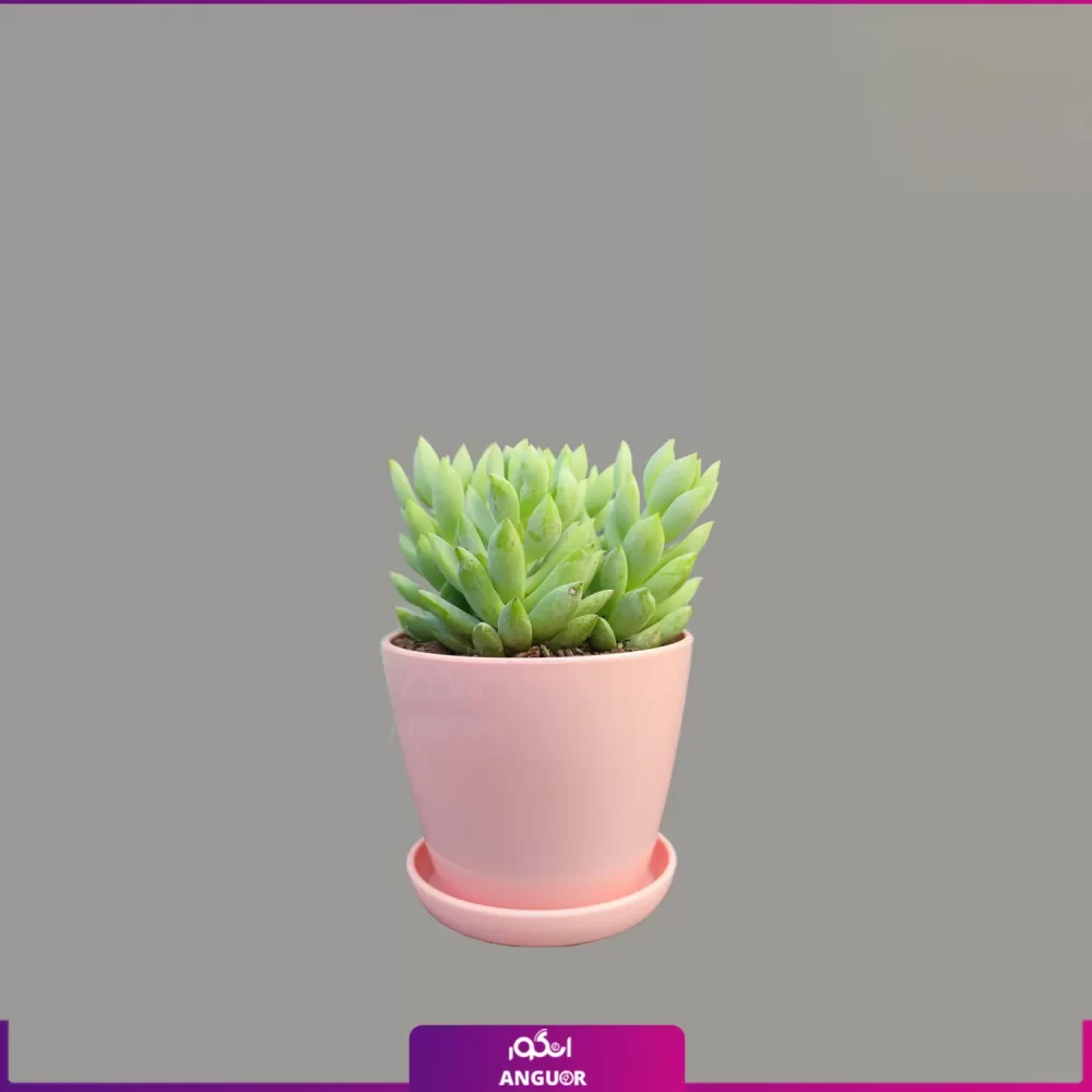 خرید گل آپارتمانی- خرید کاکتوس-ارسال گل به همراه گلدان-انگور