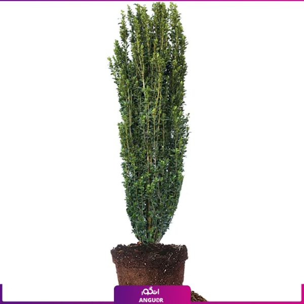 خرید + سفارش + عکس و قیمت آیلکس سایز بزرگ (2 متری)