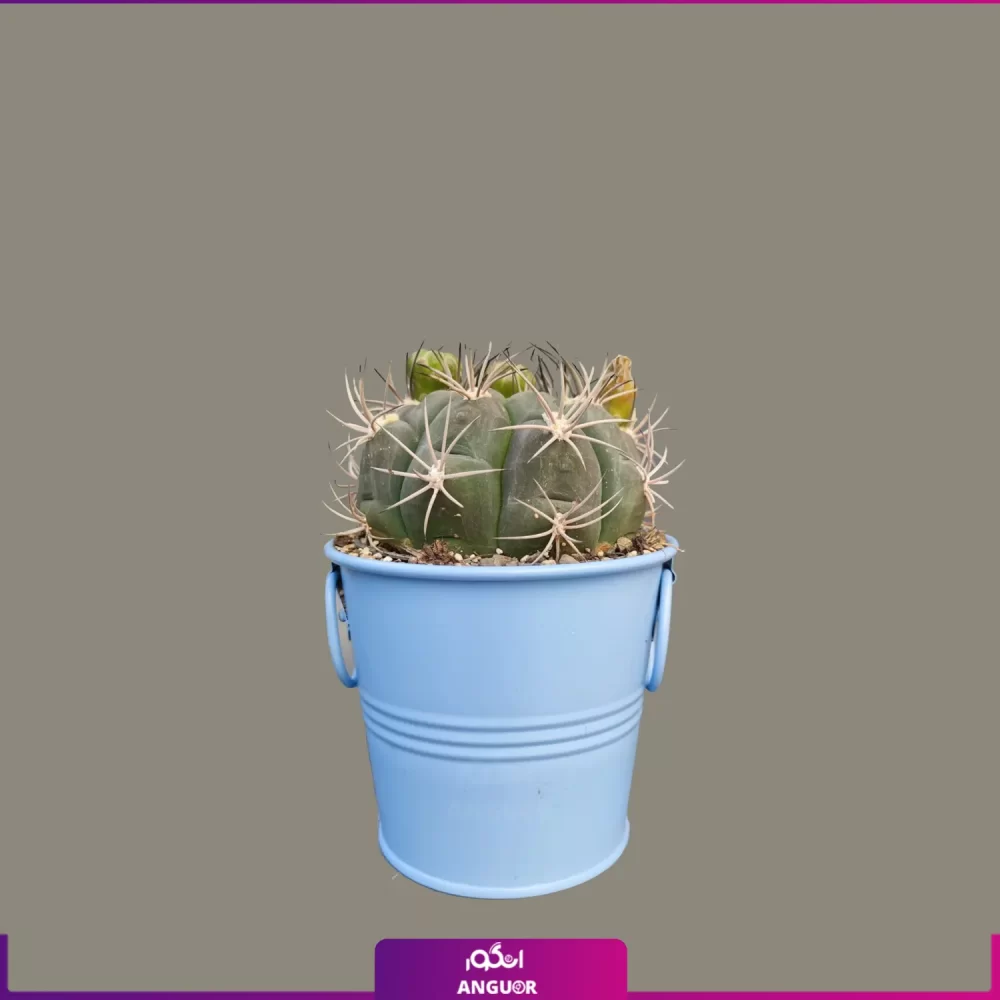 خرید گل آپارتمانی- خرید کاکتوس-ارسال گل به همراه گلدان-انگور