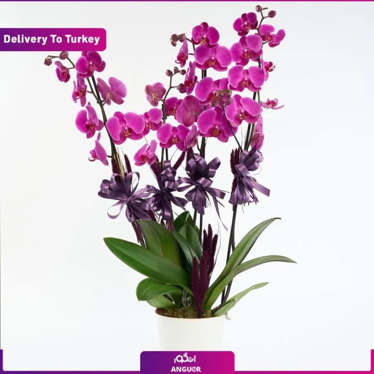 گل فروشی آنلاین | سفارش آنلاین گل - انگور