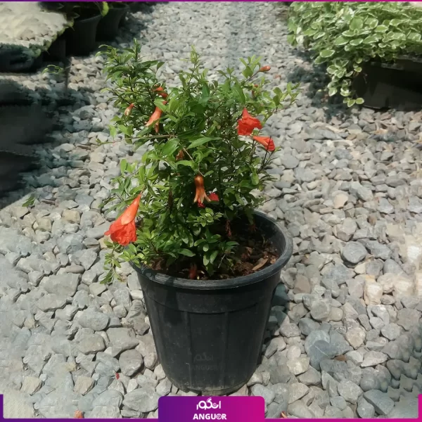 خرید گل فضای باز - خرید گل به همراه گلدان - گل پیچ اناری - گیاهان رونده - انگور