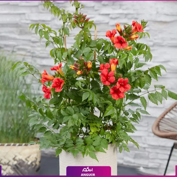 خرید گل فضای باز - خرید گل به همراه گلدان - گل پیچ اناری - گیاهان رونده - انگور