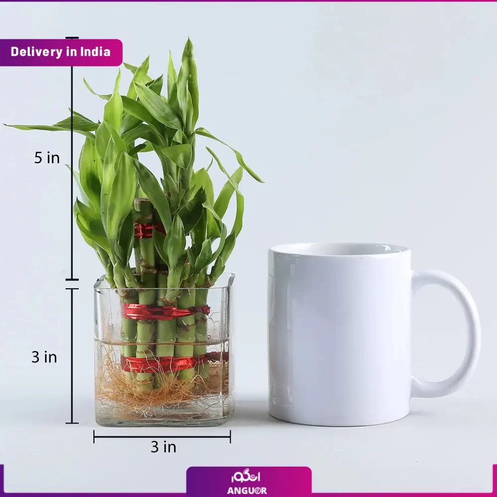 بامبو  (تحویل در هند) - Image 2