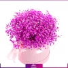 خرید + قیمت + عکس باکس گل عروس (ژیپسوفیلا صورتی) - انگور