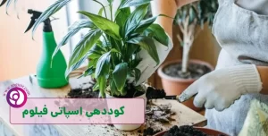 باید ها و نبایدهای کود دهی اسپاتی فیلوم یا گل چمچه ای