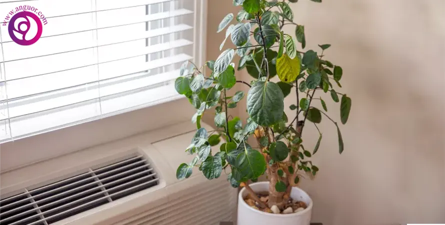 هشت دلیل زرد شدن برگ‌ گیاهان آپارتمانی - انگور