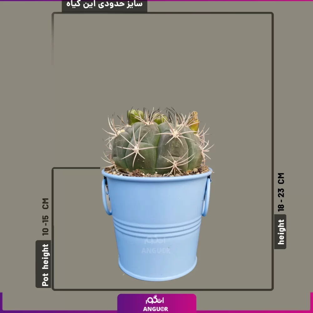 خرید گل آپارتمانی- خرید کاکتوس-ارسال گل به همراه گلدان-انگور