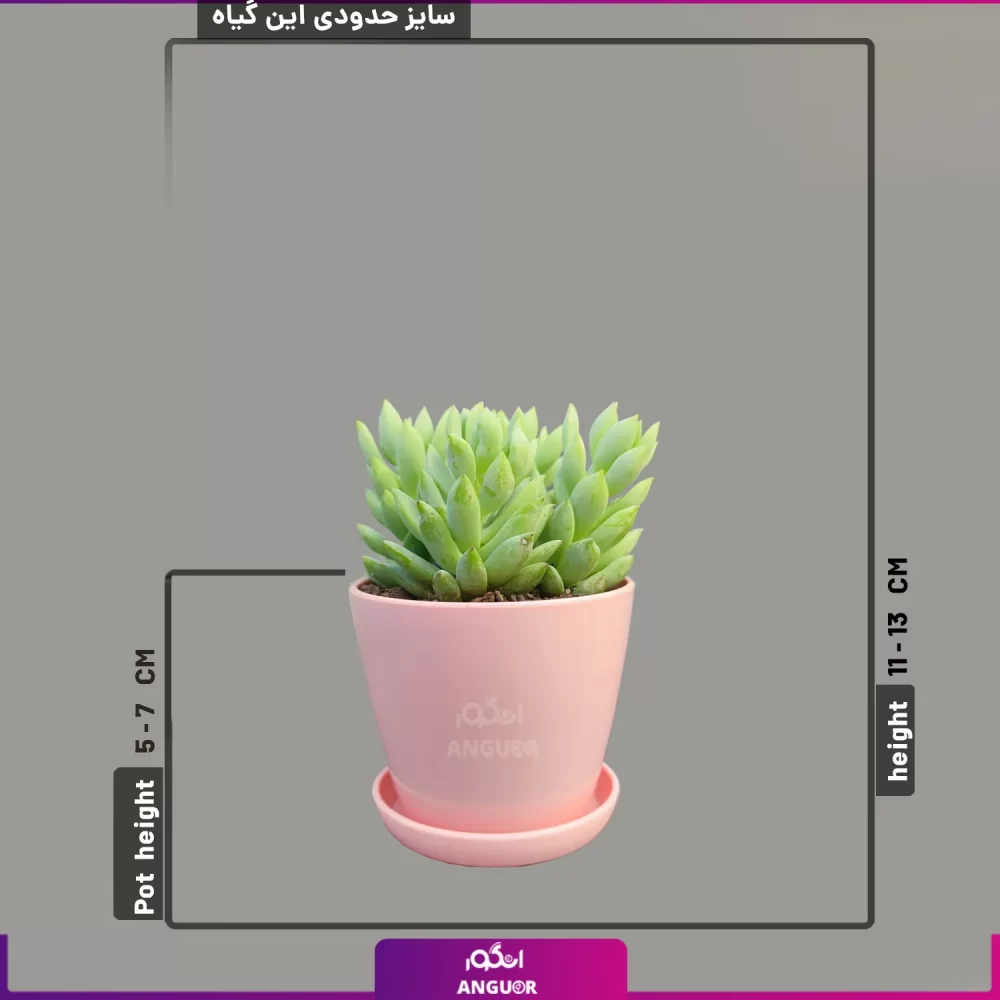 خرید گل آپارتمانی- خرید کاکتوس-ارسال گل به همراه گلدان-انگور