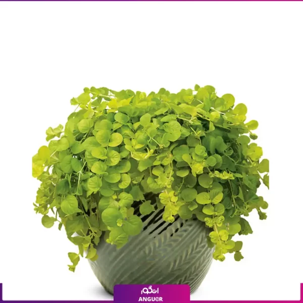 خرید + سفارش + عکس + قیمت لیزوماکیا (35 - 45 سانتی)