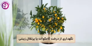 گل فروشی آنلاین | سفارش آنلاین گل - انگور